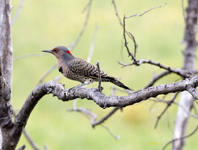 Northern Flicker
